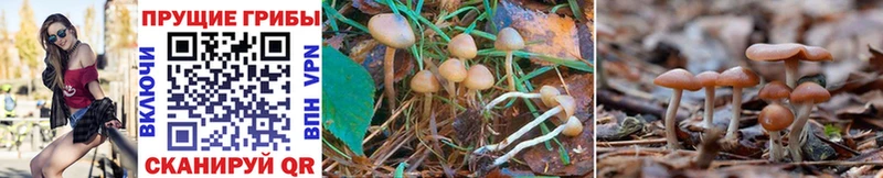 Купить где  Артёмовск  Псилоцибиновые грибы MAGIC MUSHROOMS 